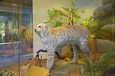 Рысь в музее, Боровое